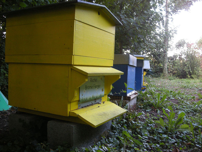 La ruche Brome Fierger